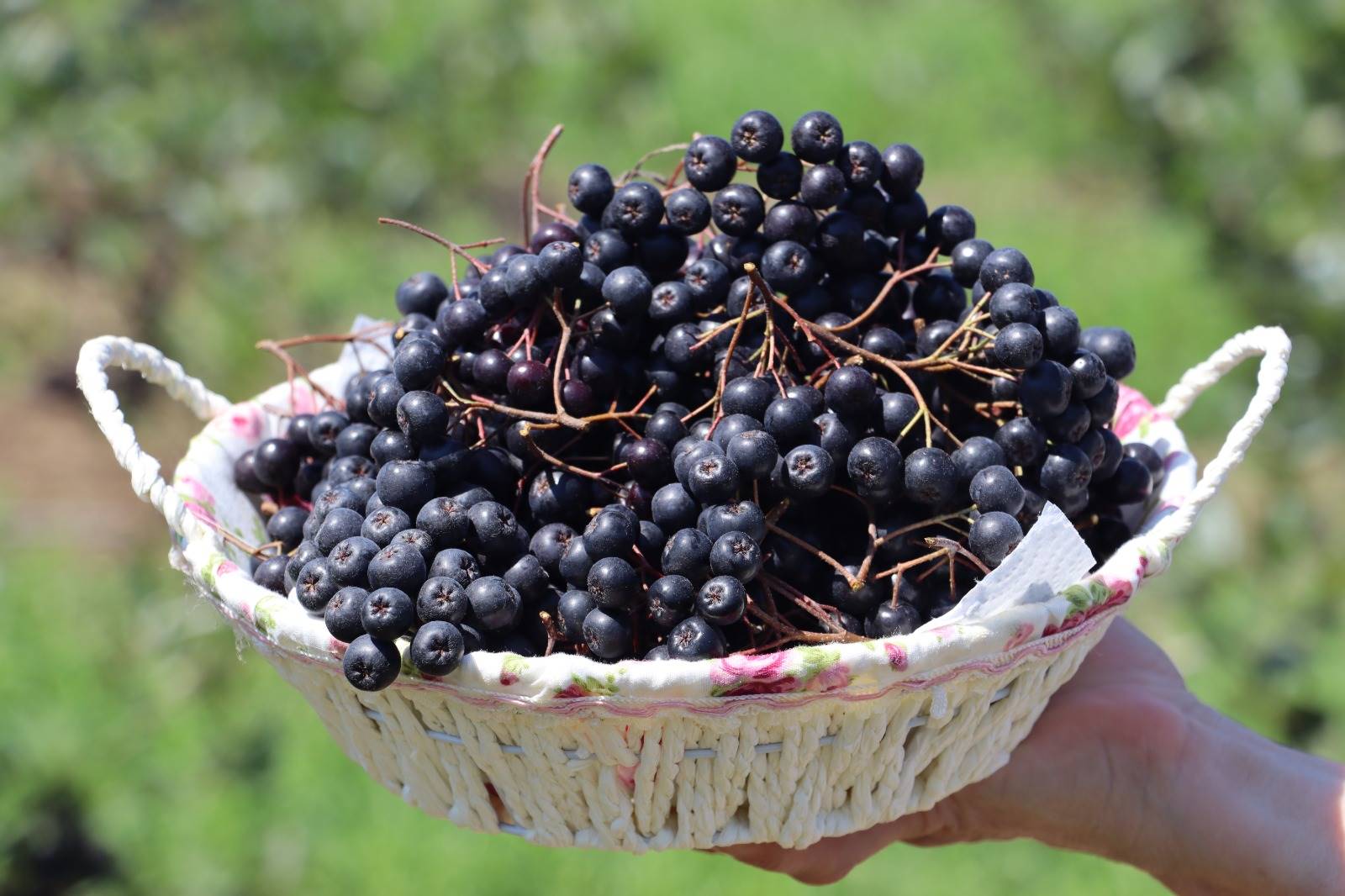 ORDU’DA ARONYA ÜRETİMİ YAYGINLAŞIYOR